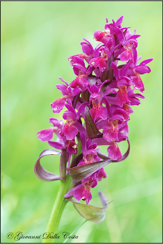 Dactylorhiza sambucina ?